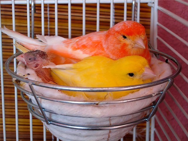 Содержание канареек и уход за ними в Свирске