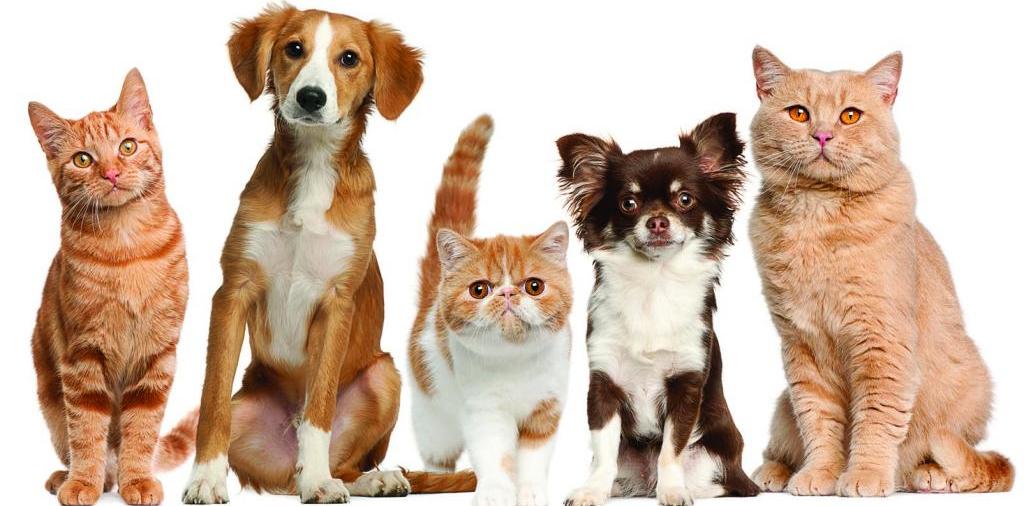 Доска объявлений о животных | ЗооТом - продажа, вязка и услуги для животных в Свирске