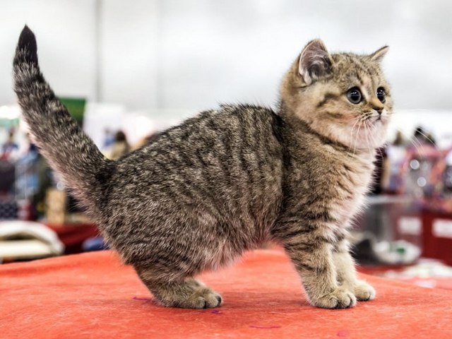 Породы кошек в Свирске | ЗооТом портал о животных