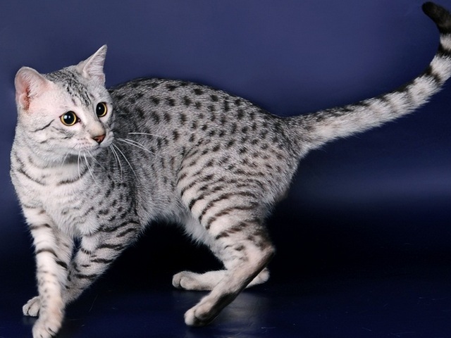Породы кошек в Свирске | ЗооТом портал о животных