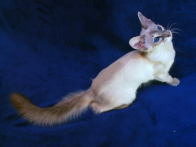 Выведенные породы кошек в Свирске | ЗооТом портал о животных