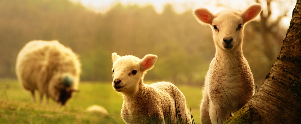 Объявления о сельскохозяйственных животных | ЗооТом - продажа, вязка и услуги для животных в Свирске