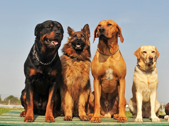 Крупные породы собак в Свирске | ЗооТом портал о животных